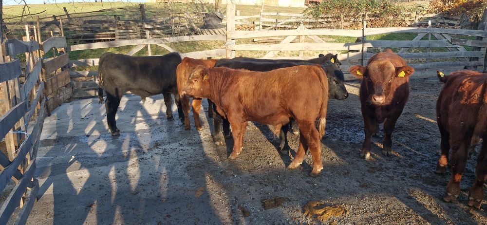 Vand 9 taurasi si 3 vitele