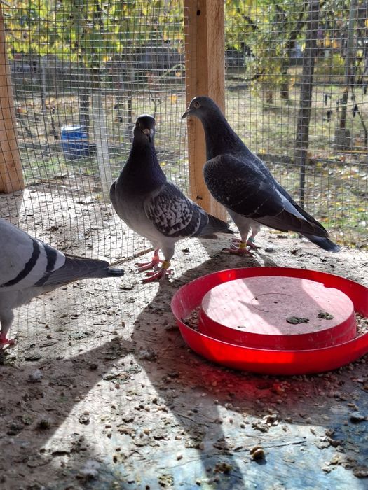 Voiajori pui 2025 si maturi