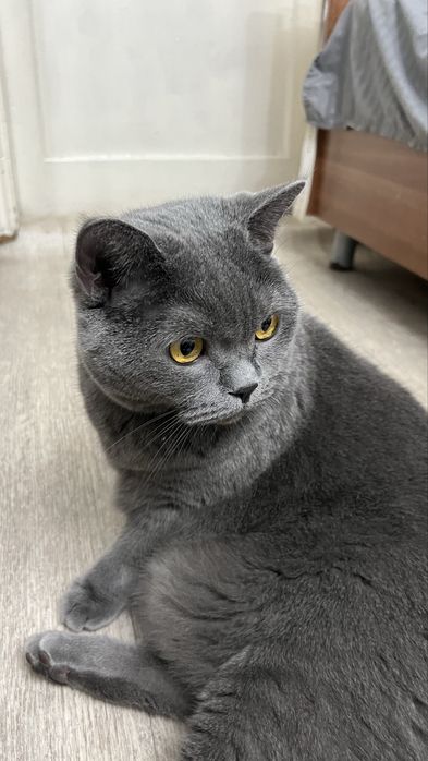 Британский кот, 5 лет, отдам бесплатно,умный