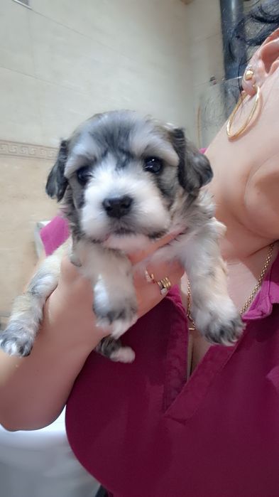Bichon havanez cu pedigree