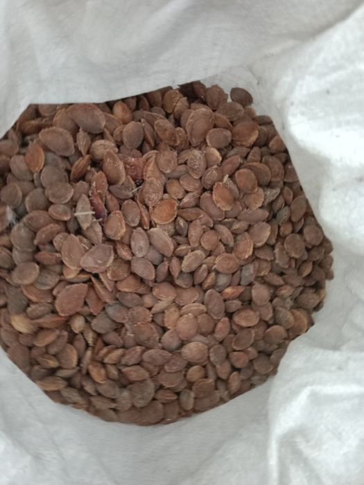 Залдори  Донак сотилади бутун донак