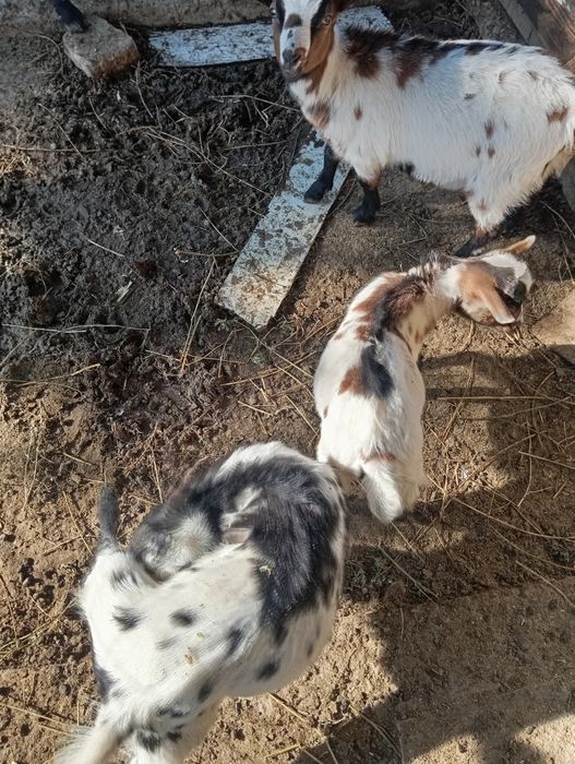 Продавам декоративни кози