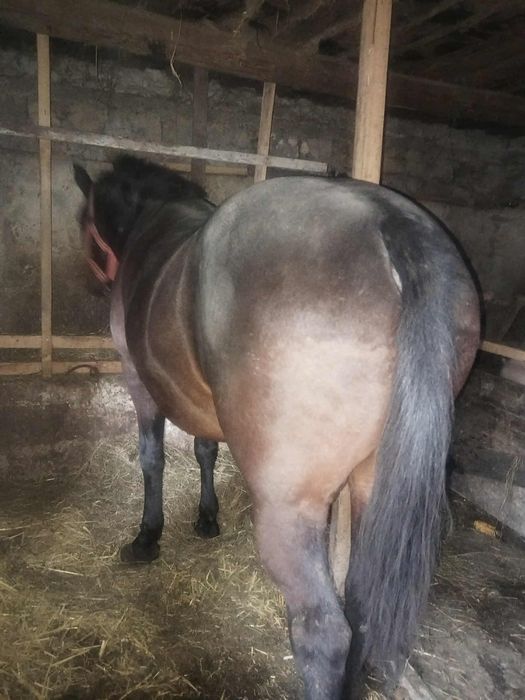 De vanzare iapa de 7 ani