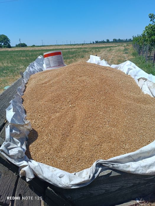 Vand schimb o tonă de grau !!!