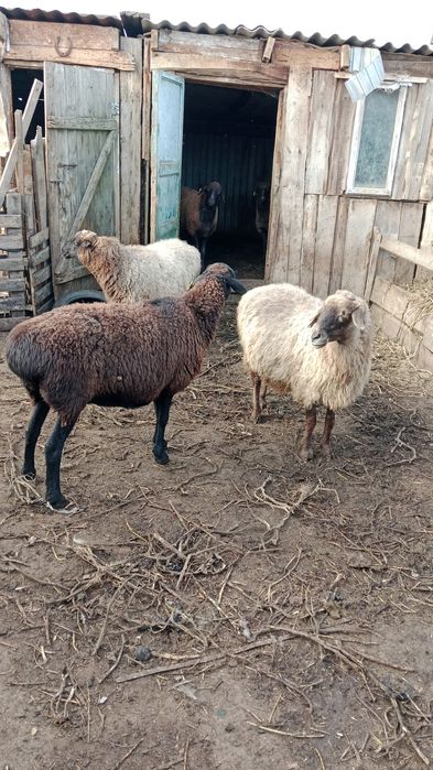 бараны кой токты, ірі қойлар