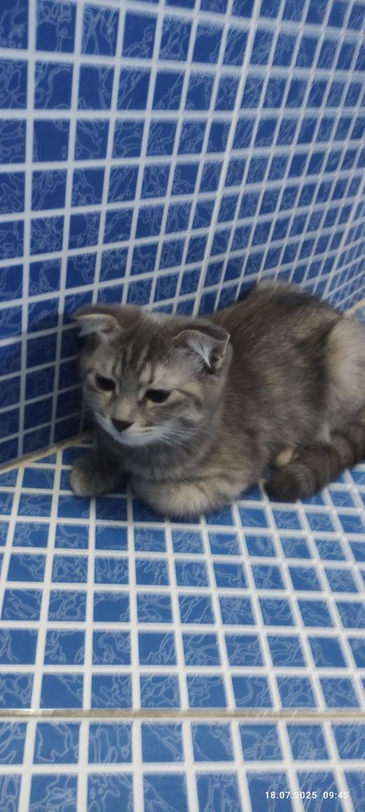 Продаются котята. Город Бухара.