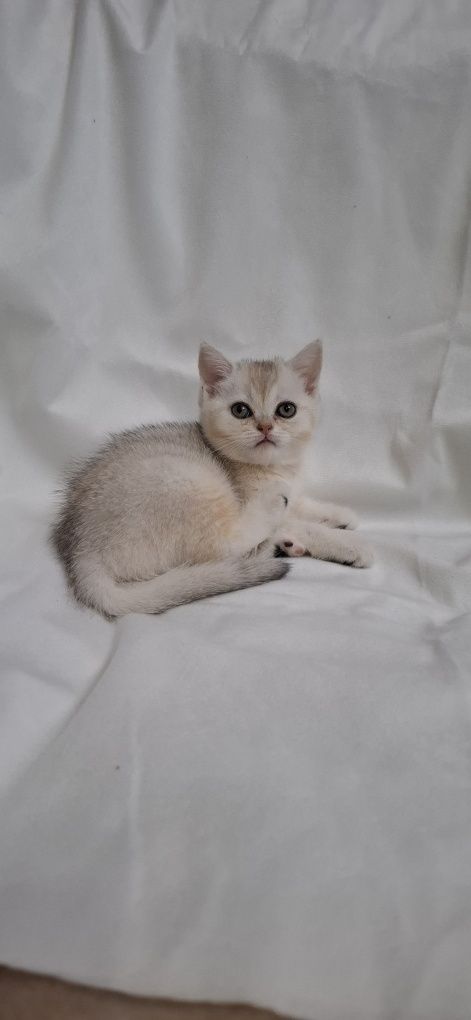 Продаю шотландских котят