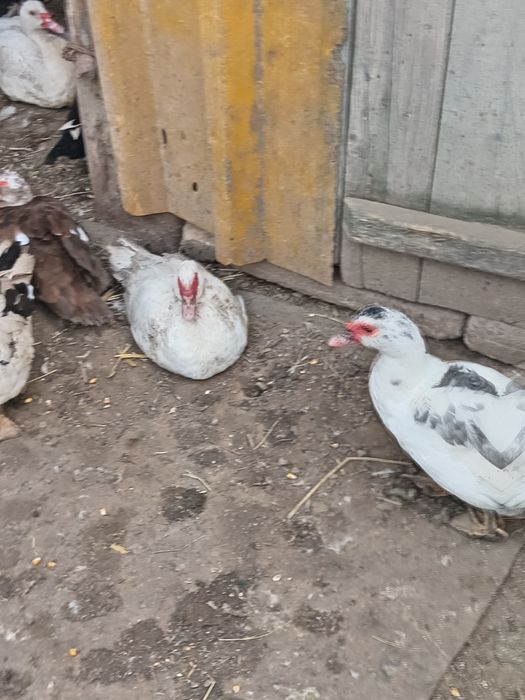 Vând cocoși și rate de tara crescute bio