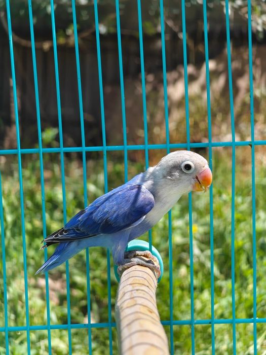 Попугай неразлучники фишеры маски