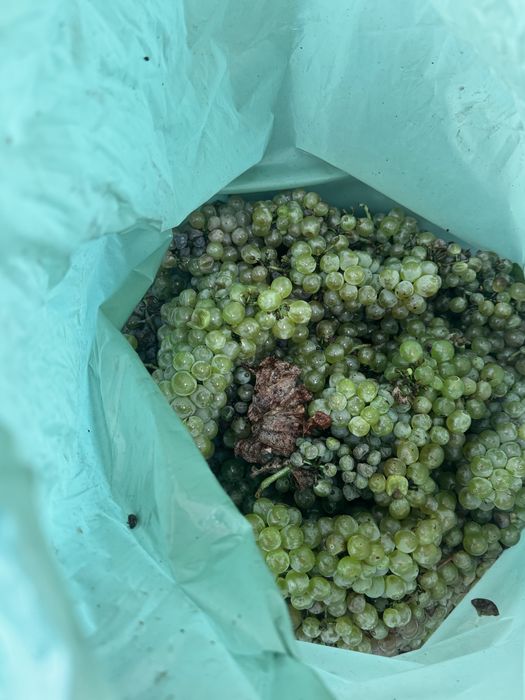 Feteasca, Riesling proapat culeasa