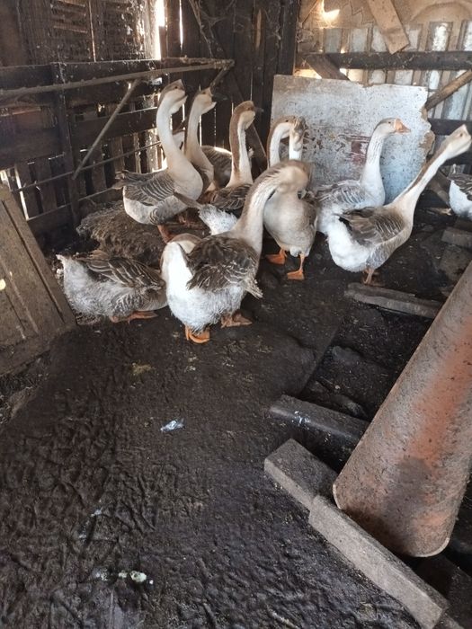 Vand Gaste Americane