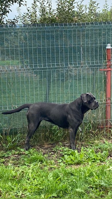 Vand femela cane corso , blue gri ,24 de luni
