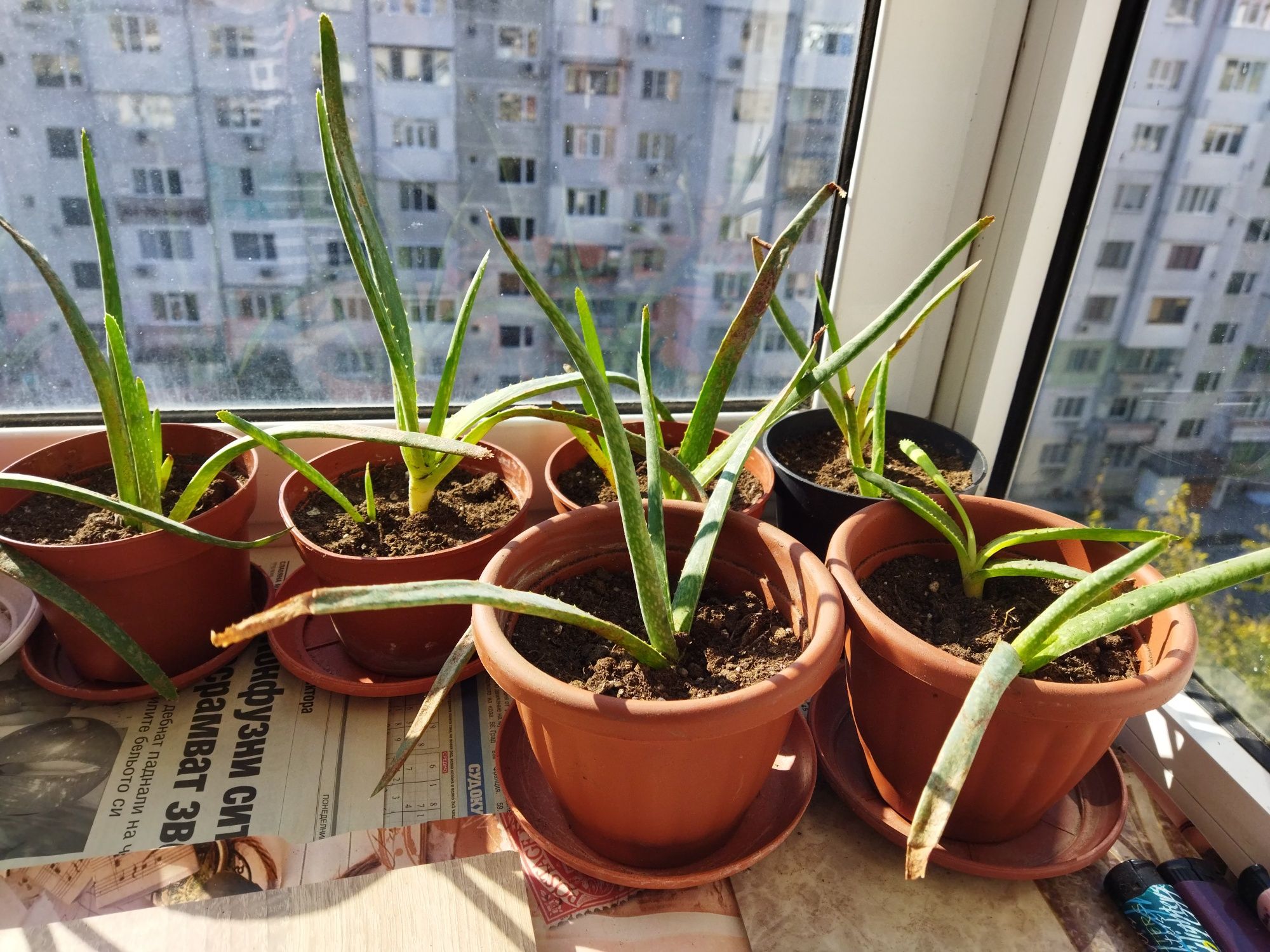 Лечебни растения алое