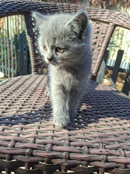 Котята есть мальчики и девочки