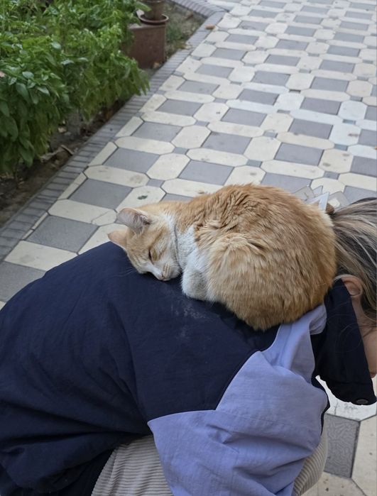 !СРОЧНО! Рыжий котёнок ищет дом !SOS!