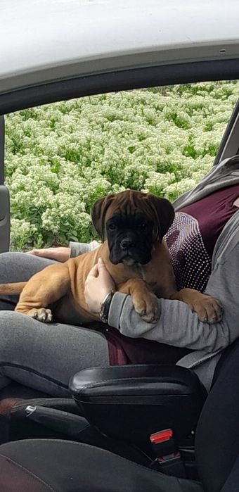 Boxer German  Gold  pui