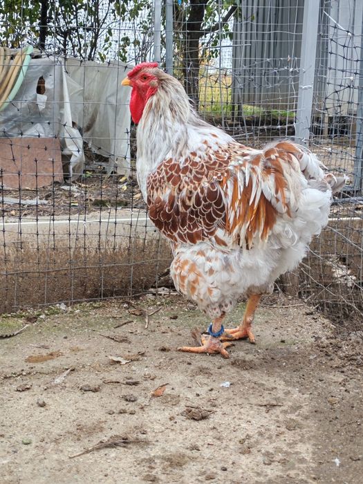 Cocos wyandotte Splash