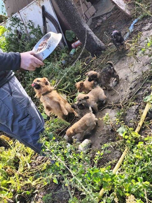 Подарявам Кученца