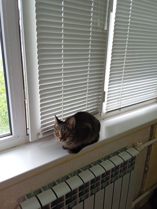 Отдам кошку в добрые руки.