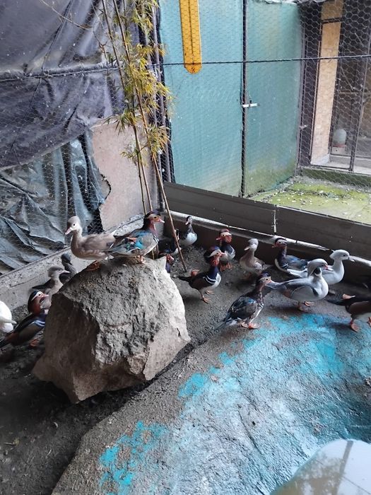 Vând rate mandarine  tineret