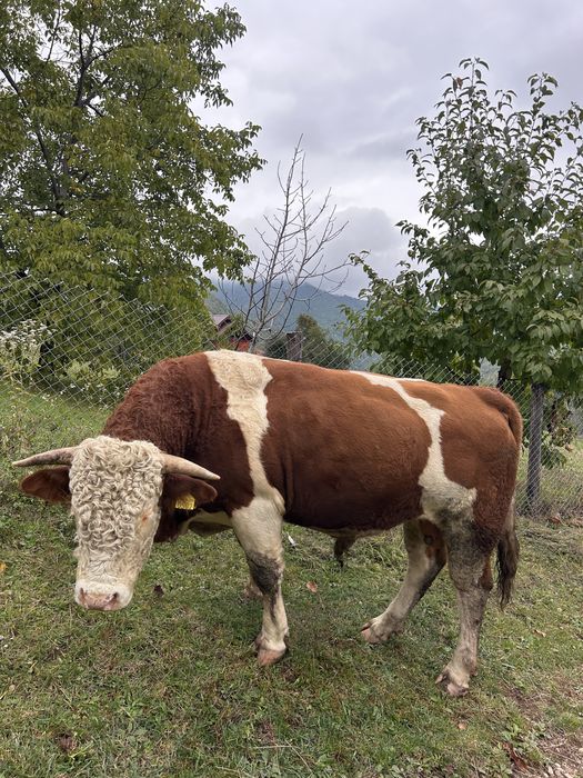 Cauți in taur care să aduca, forță si genetică in gospodaria ta?