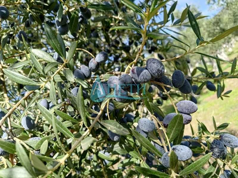 Парцел 2500м2+119маслинови дървета Волви Аспровалта Гърция, полив.с-ма