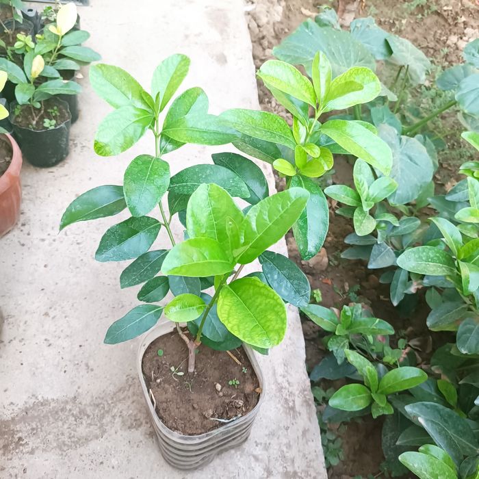 Калина блестящая