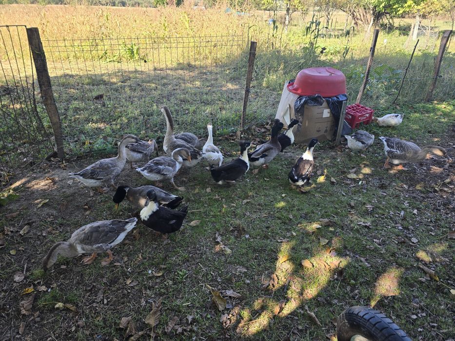 Vând gaște si rate cu moț