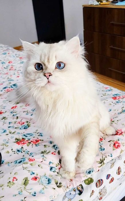 British longhair baiat superb cu ochii albastri intens