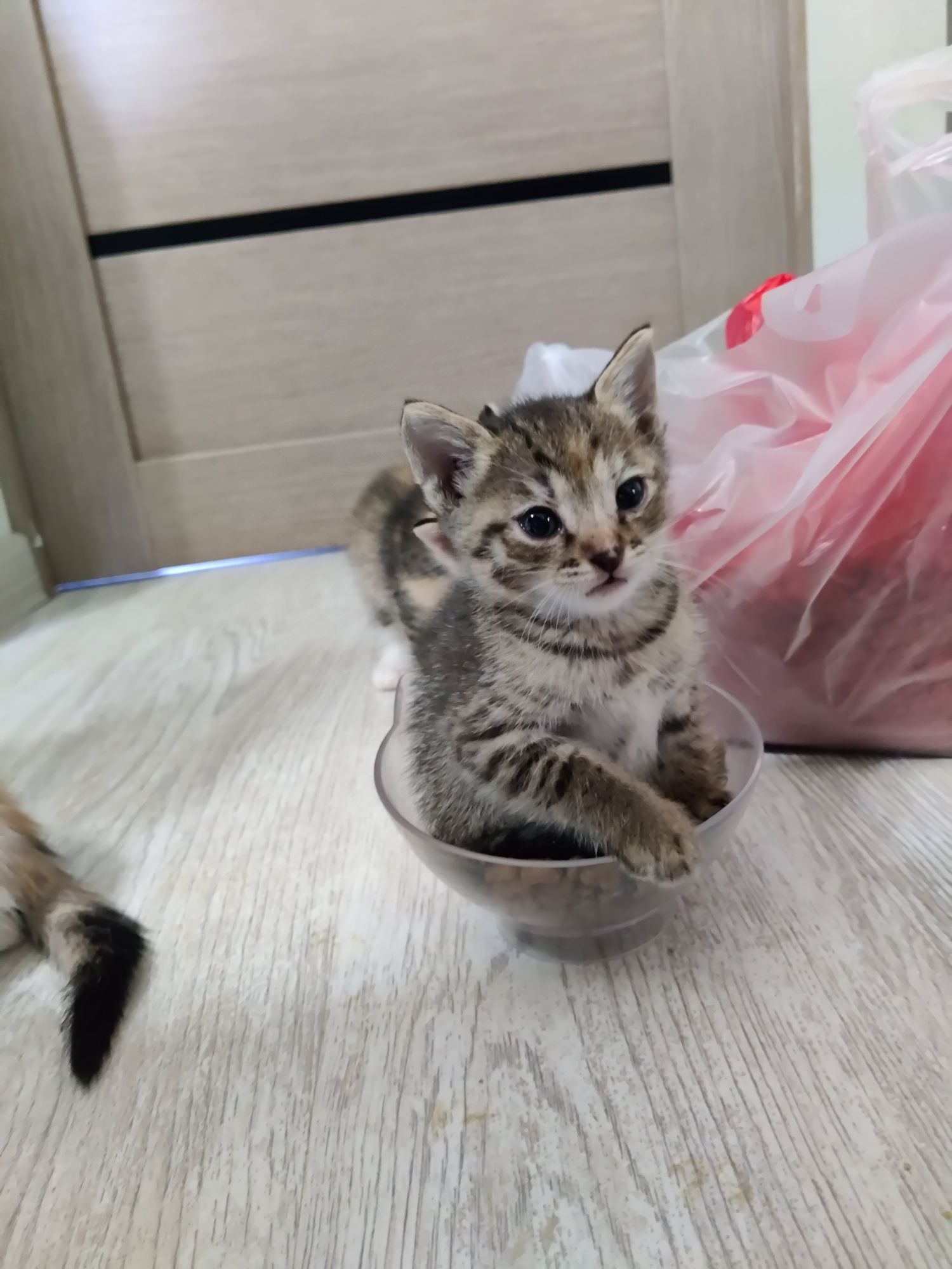 Котята очень ищут дом