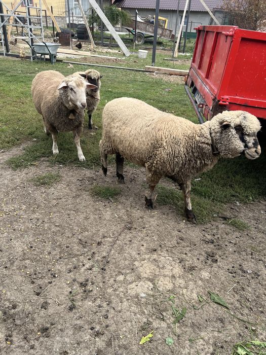 Oi metis texel 1 berbec si 2 oi