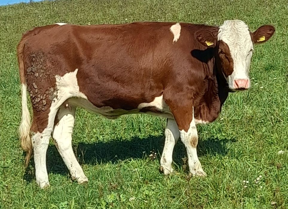 Vaca la prima fătare gestanta, juninca, vitea rasa montbeliard,