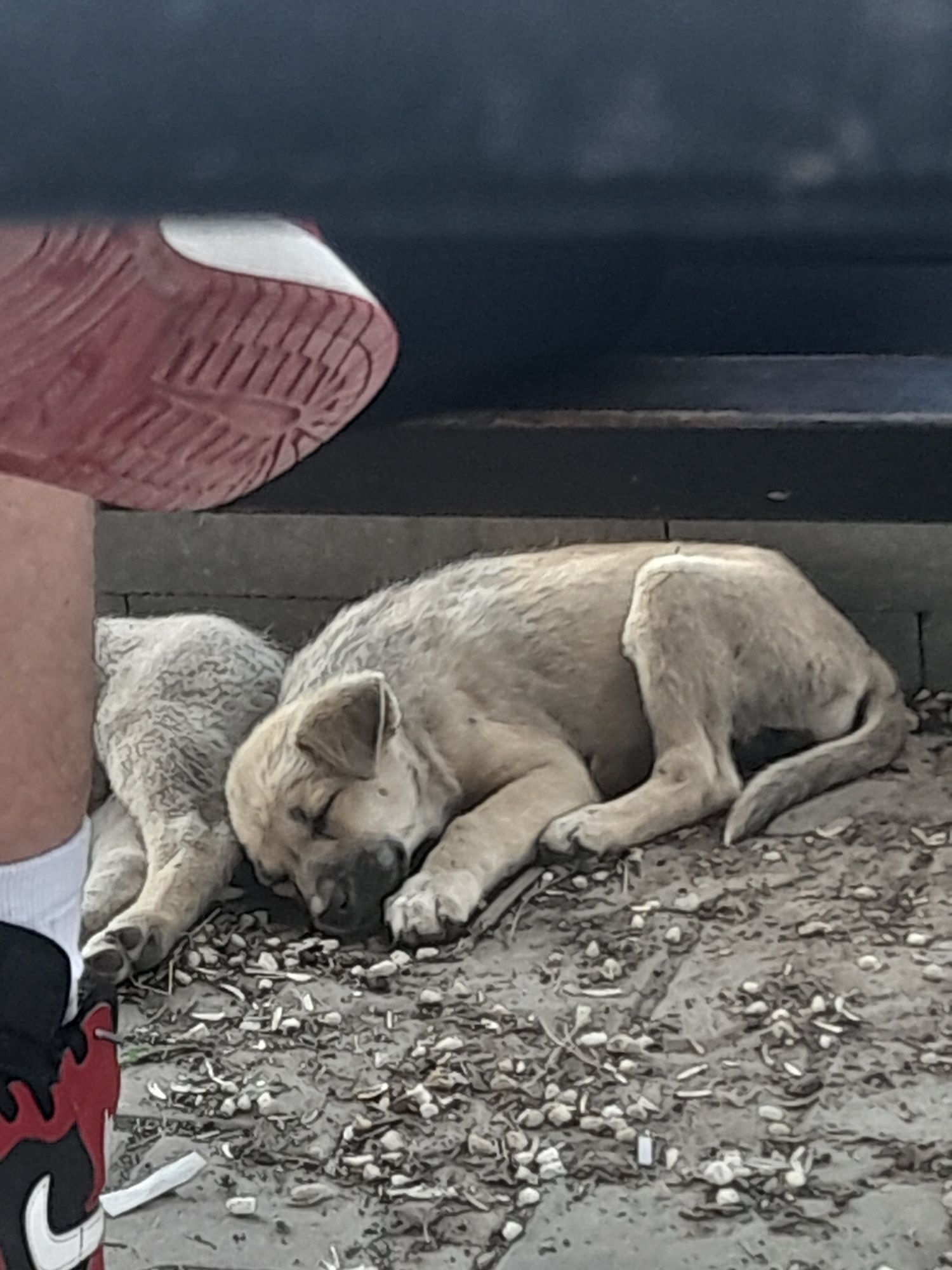 leii din Mlăjet condiții bune