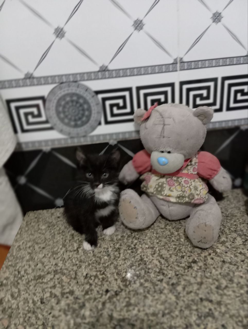 Отдам в заботливые руки котят