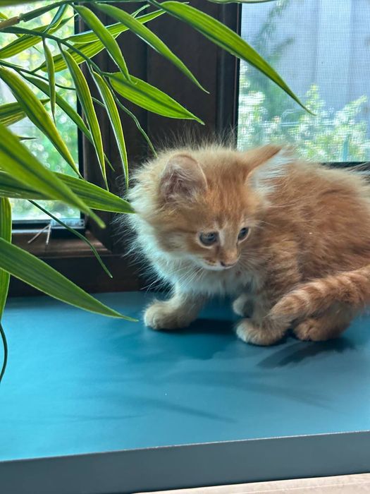 Отдам в хорошие руки миленьких котят.
