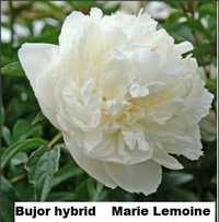 oferta 2 plante  Bujor hybrid  Marie Lemoine- flori batute, parfumate