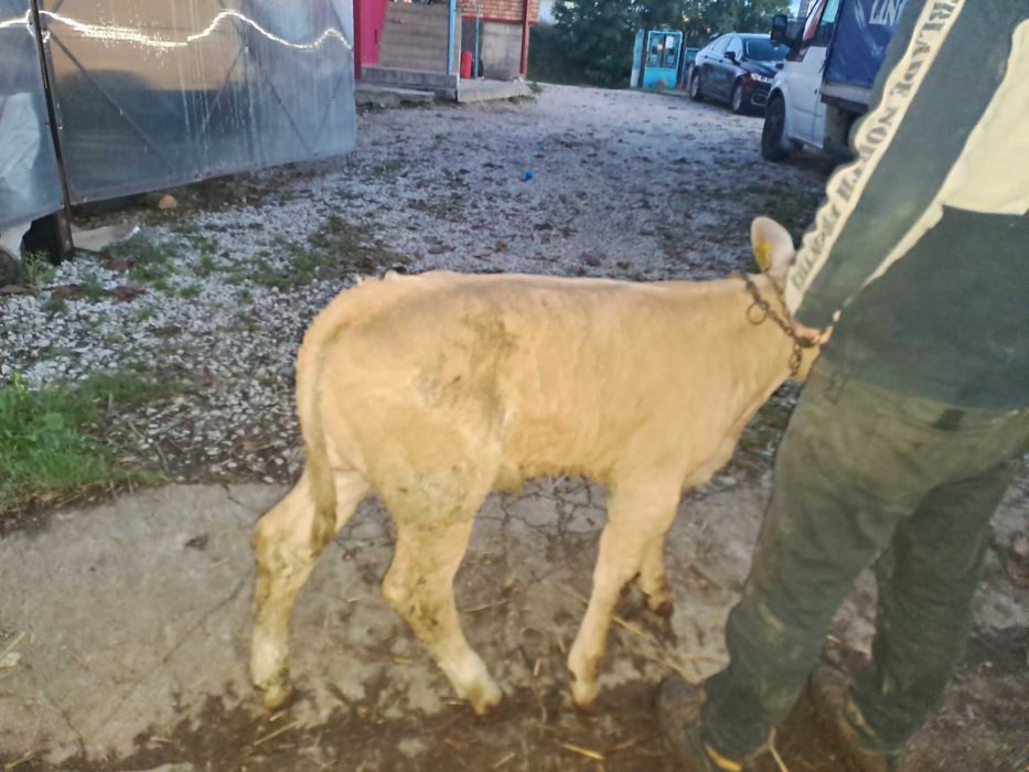 Vând vițel de 6 săptămâni