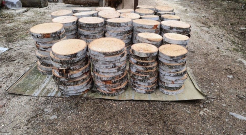 Mesteacan decorativ / Trunchiuri decor mesteacan / Rondele mesteacan