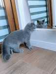 British shorthair blue