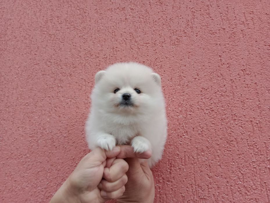 Женски Померани !