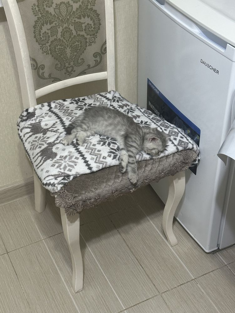 Шотландский котик