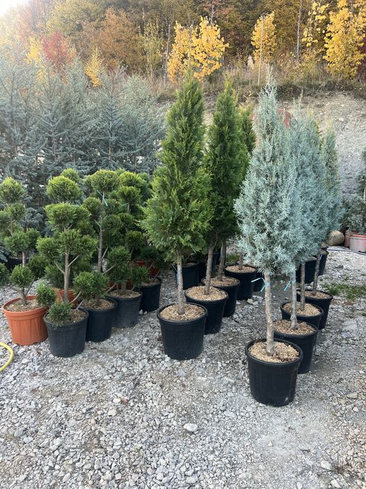 Plante ornametale naturale tuia