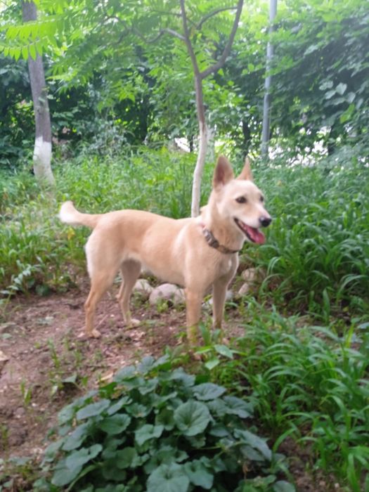 Ласковая собака ищет дом