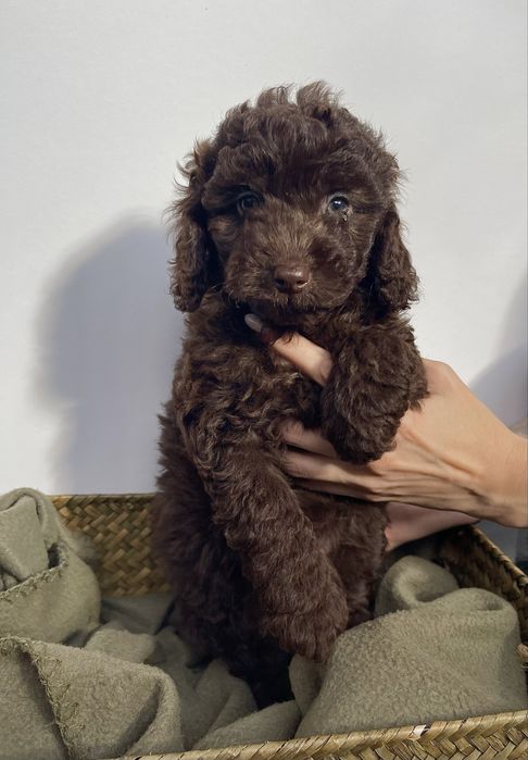 Мини пудели - цвят шоколад