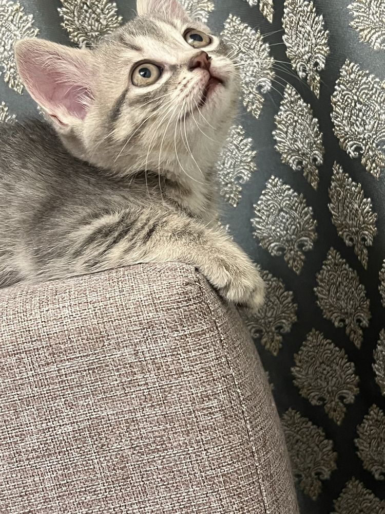 Котята в хорошую семью