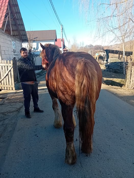 Vând cal cuminte și blând