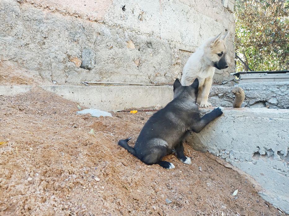 Щенки лайки ЗСЛ и ВСЛ