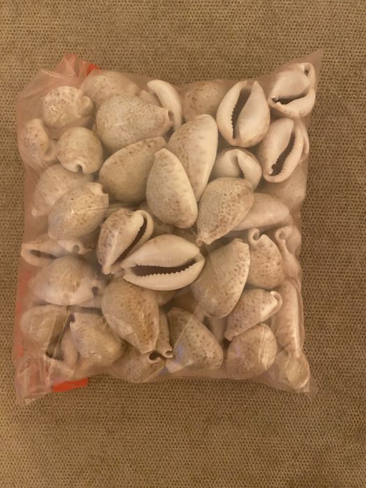 Cochilii melci(ghioci) mici - 100 bucati