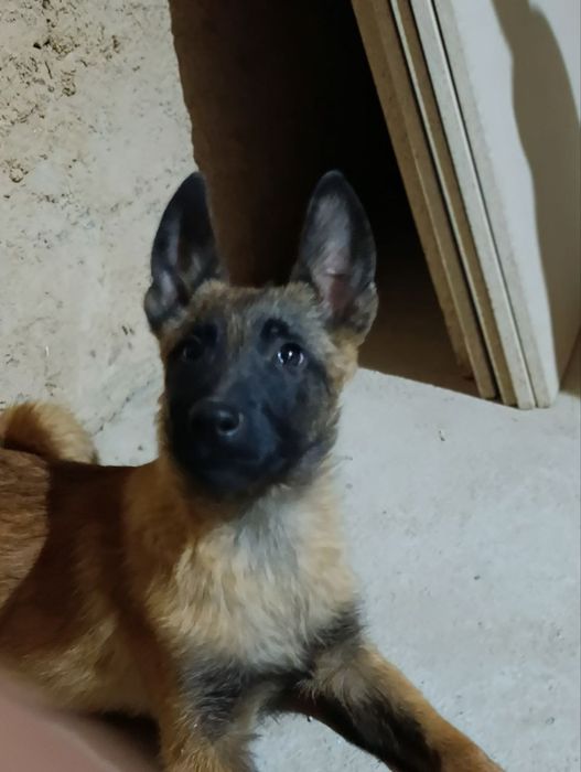 Belgiya avcharka malinuva