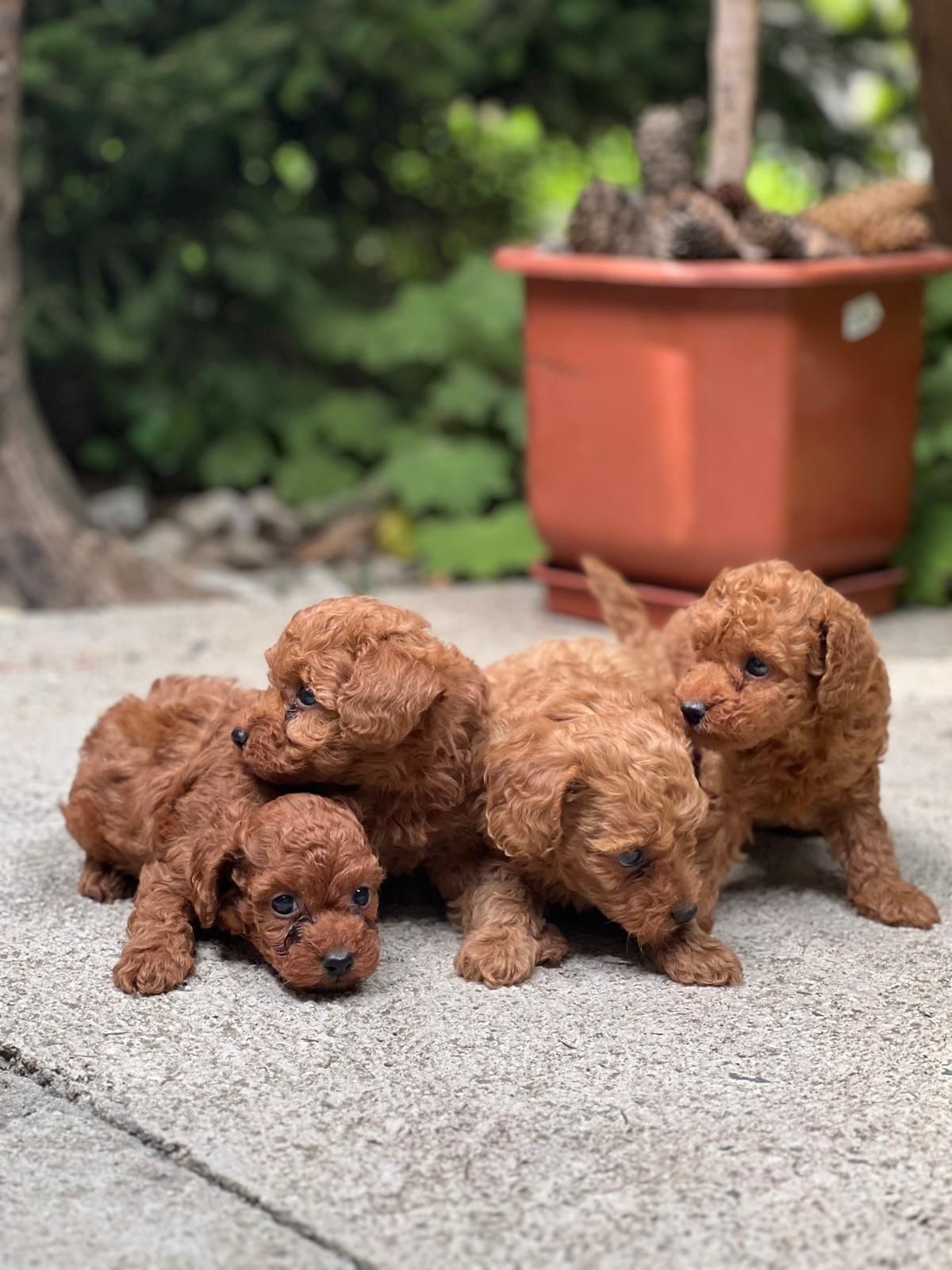 Пудел Той/ Poodle Toy